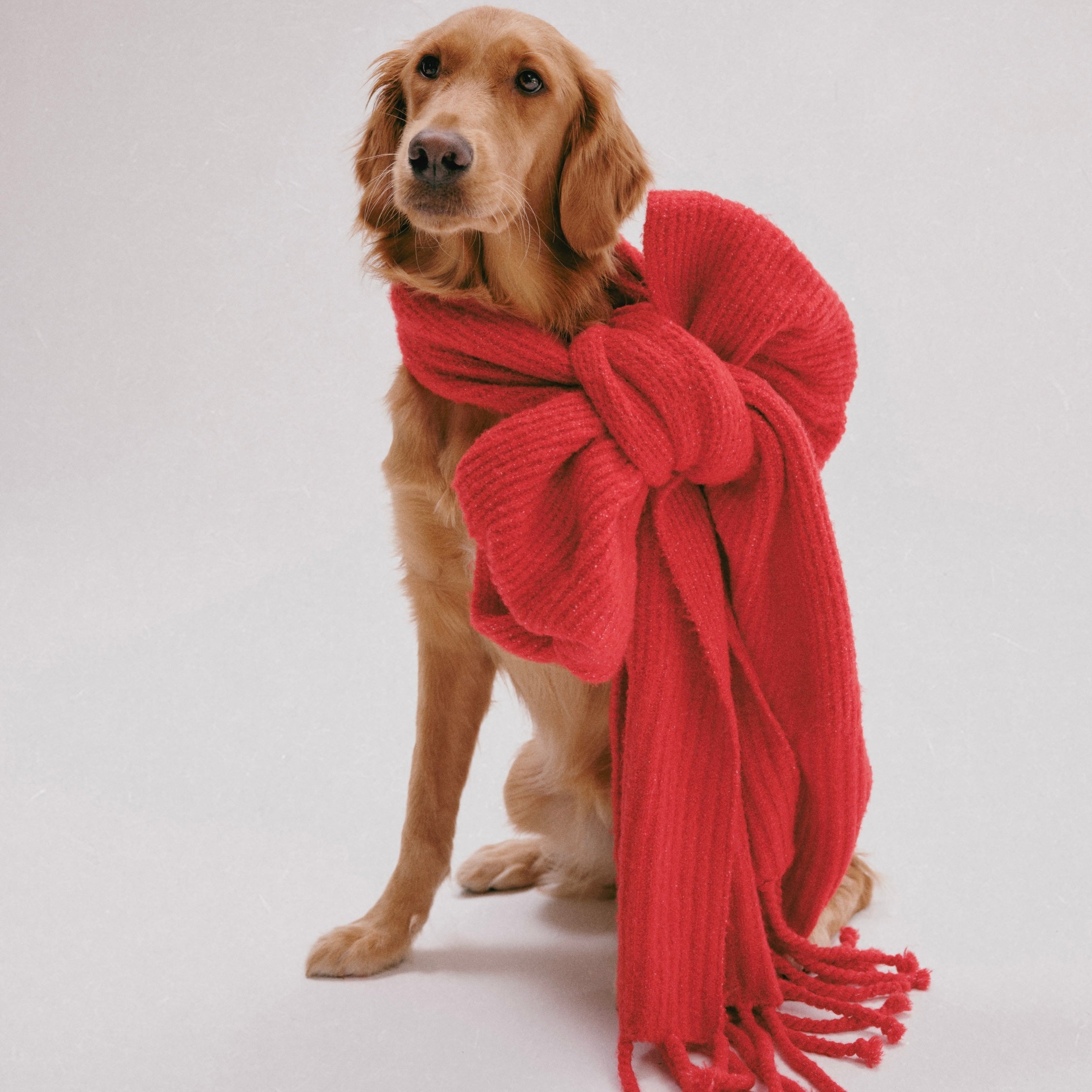 Tailored for Pets